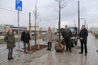 Silberlinden umrahmen künftig die zentrale Verkehrsader der Bahnstadt. Oberbürgermeister Prof. Dr. Eckart Würzner (M.) und Bürgermeister Raoul Schmidt-Lamontain (2.v.l.) informierten sich bei einem Vor-Ort-Termin über die Pflanzungen.